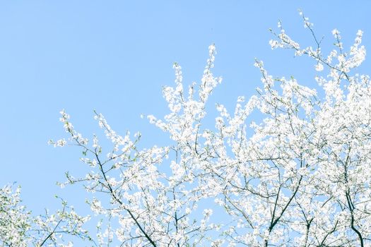 Floral beauty, dream garden and natural scenery concept - Cherry tree blossom and blue sky, white flowers as nature background