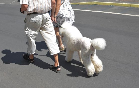 An elderly couple walks with her white poodle on a leash in city street