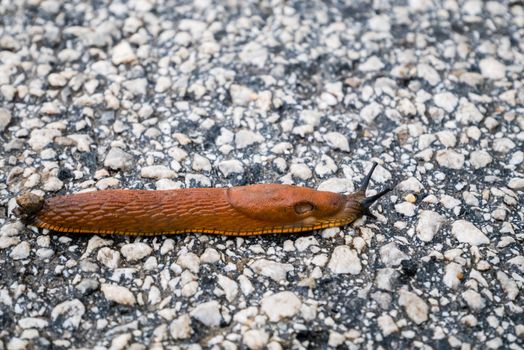 Spanish Slug (Arion lusitanicus - Arion vulgaris) or Portuguese slug as an invasive species and garden pest