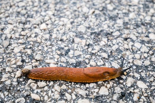 Spanish Slug (Arion lusitanicus - Arion vulgaris) or Portuguese slug as an invasive species and garden pest