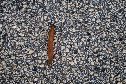 Spanish Slug (Arion lusitanicus - Arion vulgaris) or Portuguese slug as an invasive species and garden pest