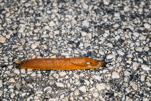 Spanish Slug (Arion lusitanicus - Arion vulgaris) or Portuguese slug as an invasive species and garden pest