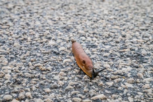 Spanish Slug (Arion lusitanicus - Arion vulgaris) or Portuguese slug as an invasive species and garden pest