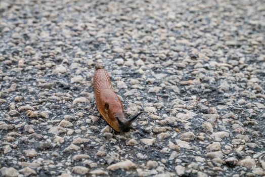 Spanish Slug (Arion lusitanicus - Arion vulgaris) or Portuguese slug as an invasive species and garden pest