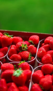 Strawberries packaged in box, sweet ripe perfect strawberry harvest, organic garden and agriculture concept