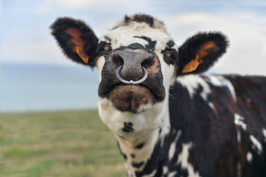 Spotted cow with a pierced nose in Normandy, France