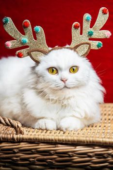 Portrait of a fluffy white cat in a Christmas decoration - deer horns and Santa Claus costume. New year, pets, animals meme concept. High quality photo