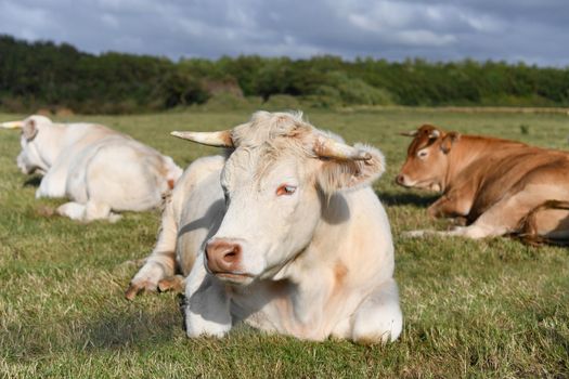 Alpine beige cow resting on the green grass
