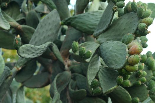 Green opuntia cactus ficus indica