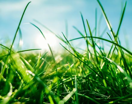 Earth landscape, growth and natural environment concept - Fresh grass and sunny blue sky on a green field at sunrise, nature of countryside