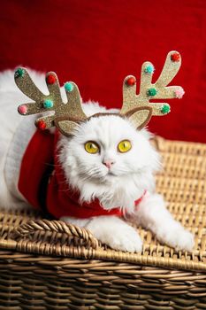 Portrait of a fluffy white cat in a Christmas decoration - deer horns and Santa Claus costume. New year, pets, animals meme concept. High quality photo