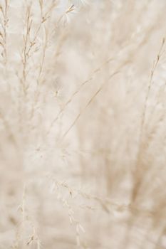 Beauty in nature, balanced lifestyle, environmental concept - Rustic autumn field