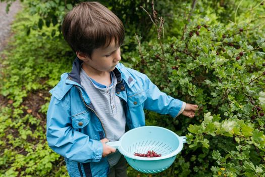 Boy wearing rain jacket collecting berries in the garden into a big basket