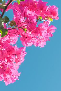 Pink flowers and blue sunny sky - floral background, spring holidays and womens day concept. Living life in bloom