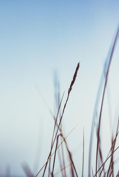 Beauty in nature, balanced lifestyle, environmental concept - Rustic summer field