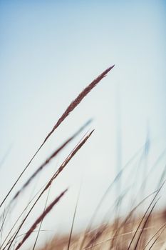 Beauty in nature, balanced lifestyle, environmental concept - Rustic summer field