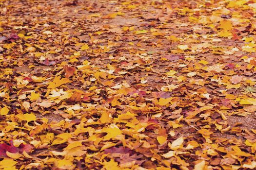 Autumn yellow and red leaves Background and texture. Colorful autumn
