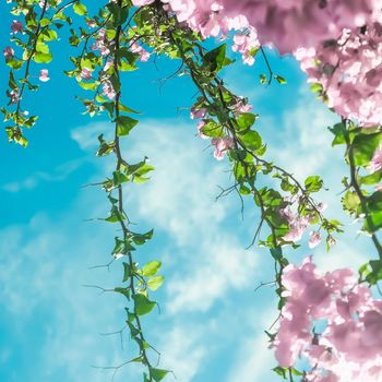 Blooming beauty, wedding invitation and nature concept - Pastel pink blooming flowers and blue sky in a dream garden, floral background