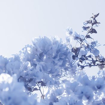 Flower background, spring nature and botanical beauty concept - Blue floral composition