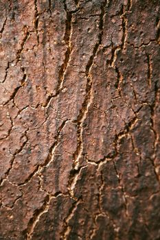 Old brown oak bark detailed texture. Close-up with shallow depth of field.