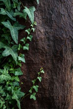 Detailed texture of old brown oak bark with green leaves of climbing era plant. Close-up with shallow depth of field.