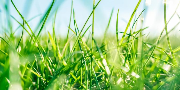 Earth landscape, growth and natural environment concept - Fresh grass and sunny blue sky on a green field at sunrise, nature of countryside