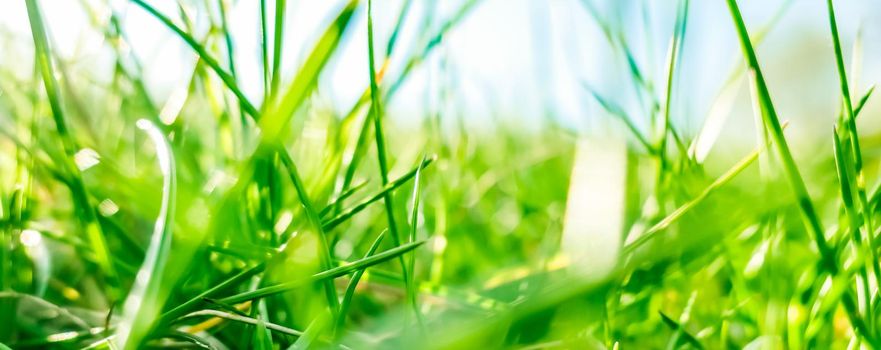 Earth landscape, growth and natural environment concept - Fresh grass and sunny blue sky on a green field at sunrise, nature of countryside