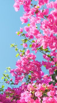 Pink flowers and blue sunny sky - floral background, spring holidays and womens day concept. Living life in bloom