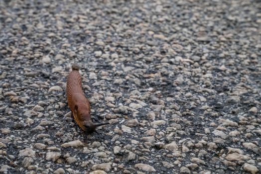 Spanish Slug (Arion lusitanicus - Arion vulgaris) or Portuguese slug as an invasive species and garden pest