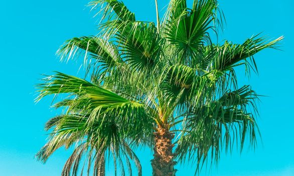 Nature, tropical backdrop and summer vacation concept - Palm tree beach background, summertime travel