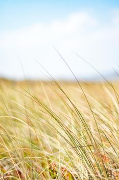 Beauty in nature, balanced lifestyle, environmental concept - Rustic spring field