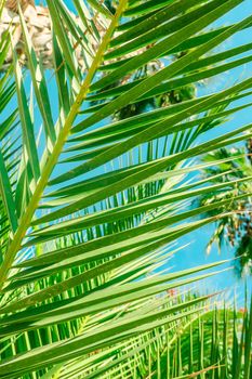 Nature, tropical backdrop and summer vacation concept - Palm tree beach background, summertime travel