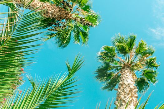 Nature, tropical backdrop and summer vacation concept - Palm tree beach background, summertime travel