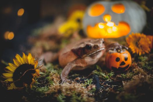 Pretty giant Smooth-sided toad with beautiful Haloween decoration