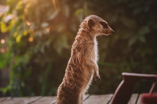 Domesticate meerkat or suricate, Suricata suricatta, on porch