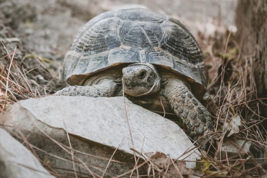Mediterranean tortoise, Testudo graeca nikolskii, on grass in natural habitat