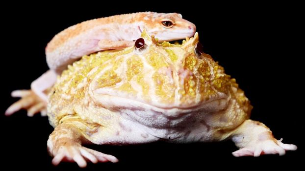 The chachoan horned frog, Ceratophrys cranwelli, with leopard gecko, isolated on black