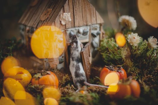 Pretty domestic mice on Haloween costume party with pupmpkins