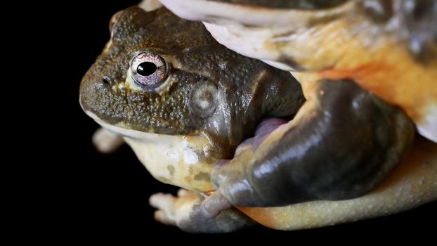 Couple of African bullfrogs, male and female, Pyxicephalus adspersus, sitting on black background