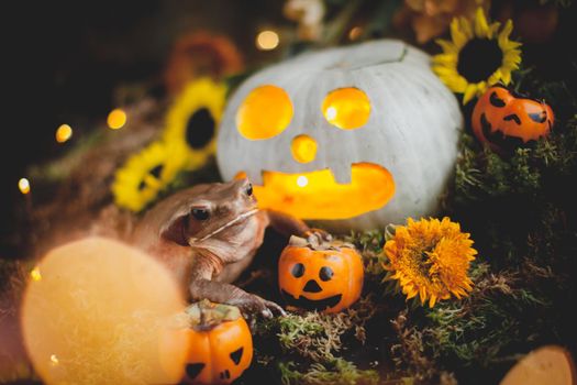 Pretty giant Smooth-sided toad with beautiful Haloween decoration