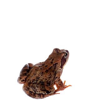 Common brown frog, rana temporaria, looking up at camera on white background with clipping path