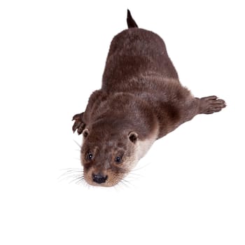 An Adult Eurasian river otter isolated on white background