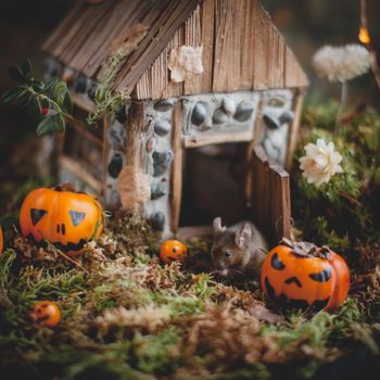 Pretty domestic mice on Haloween costume party with pupmpkins