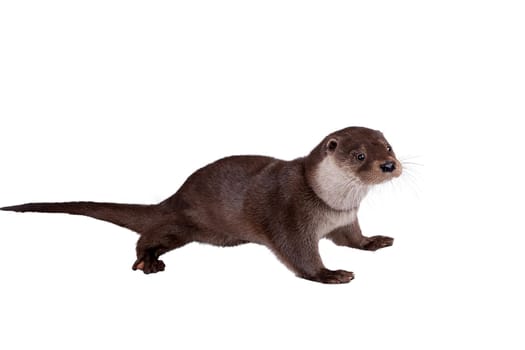 An Adult Eurasian river otter isolated on white background