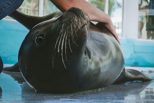 Veterinarian training, check up, South American sea lion in zoo