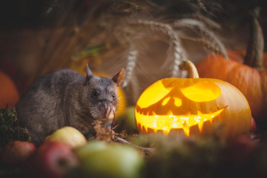Pretty giant gambian pouched rat on Haloween party with pumpkins