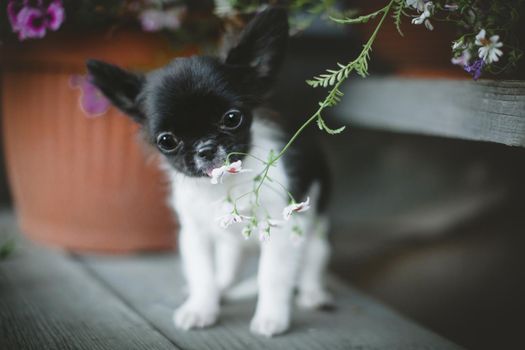 Pretty Chihuahua puppy, 2 months old with flowers