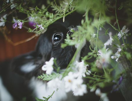 Pretty Chihuahua puppy, 2 months old with flowers