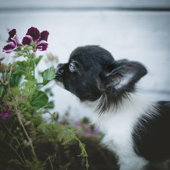 Pretty Chihuahua puppy, 2 months old with flowers