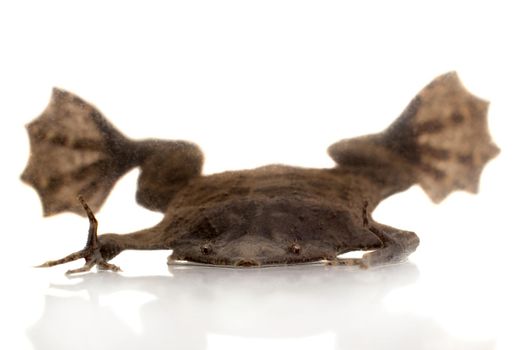 A Surinam toad, Pipa pipa, isolated on white background